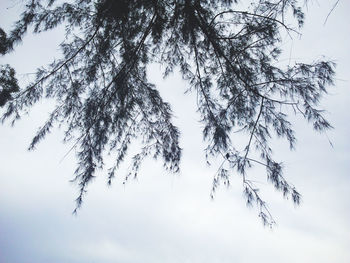 Low angle view of tree against sky during winter