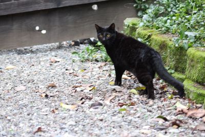 Portrait of cat sitting outdoors