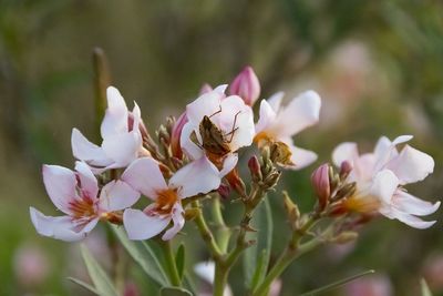 Close-up of bee pollinating on flower