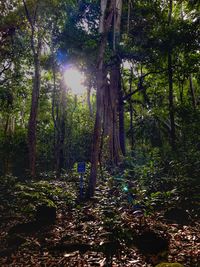 Trees in forest