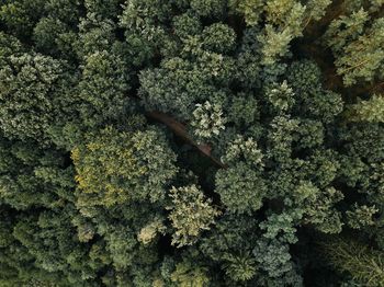 High angle view of plant growing on tree