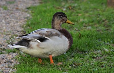 Duck on a field