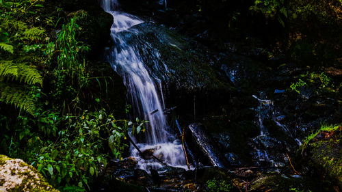 Water flowing through rocks in forest