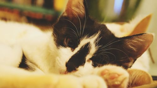 Close-up of cat resting at home