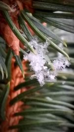 Close-up of leaves