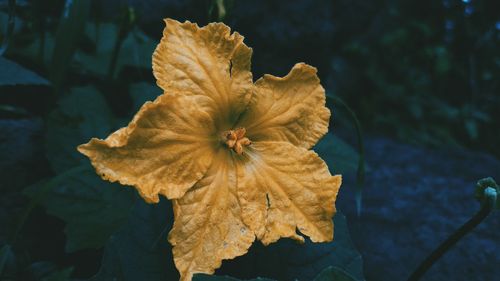 Close-up of yellow flower on plant