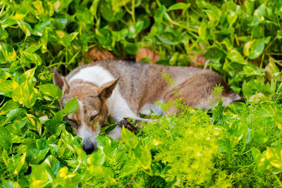 View of a sheep