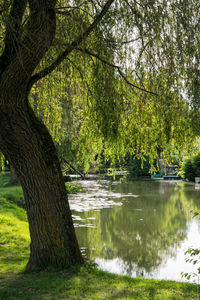 Scenic view of lake in forest