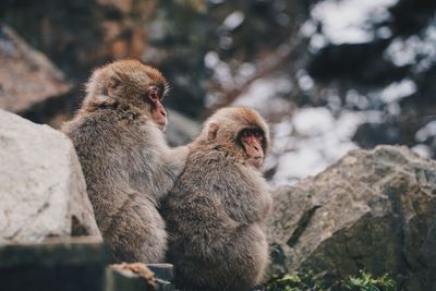 Monkey sitting on rock