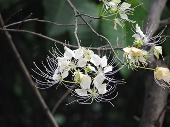 Close-up of white flowering plant