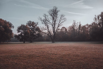 Trees on field against sky