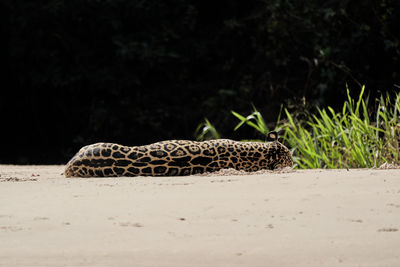 Jaguar, panthera onca, lying on a sand bank on cuiaba river in the pantanal, brazil