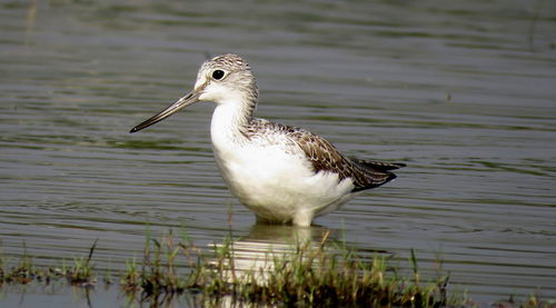 Green sandpiper