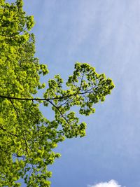 Low angle view of tree against sky