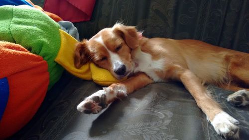 Close-up of puppy relaxing on floor