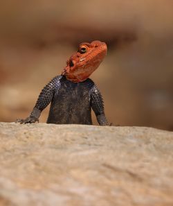 Close-up of lizard on rock