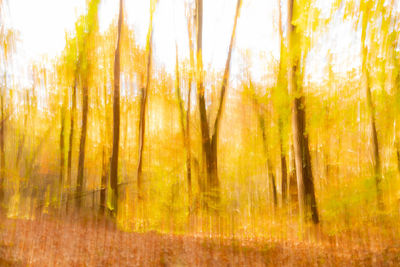 Trees growing in forest during autumn