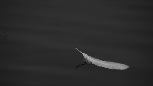 Close-up of insect against sky