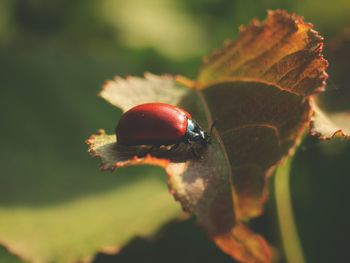 leaf