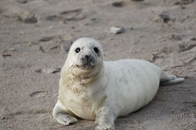 Portrait of seal on sand at beach