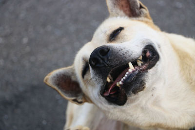 Cute dog in the road