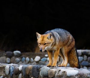 Fox standing on rock