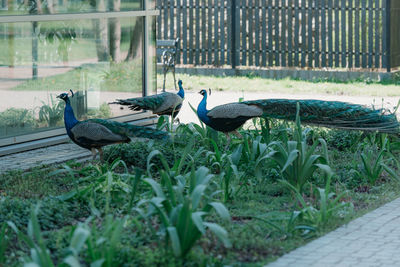 Close-up of peacock on field