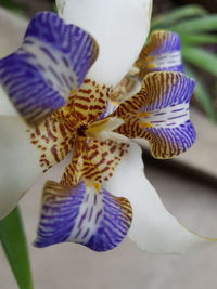 Close-up of purple flower