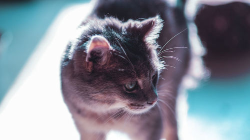 Close-up of cat looking away while standing against blurred background