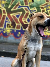 Close-up of a dog looking away