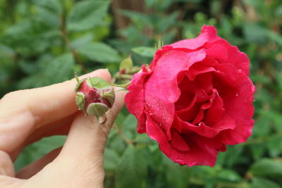 Close-up of hand holding red rose