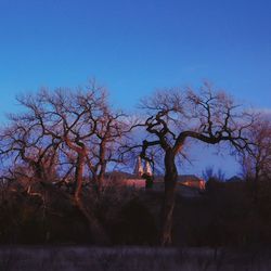 Trees against clear sky