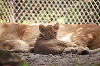 Portrait of cats resting in zoo