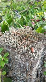 Close-up of lichen on tree trunk