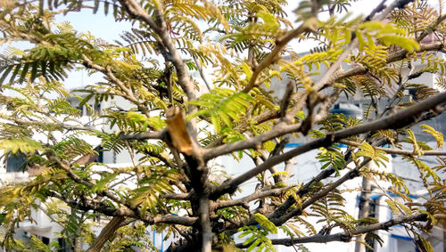 Low angle view of tree against sky