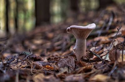 Close-up of mushroom growing on field