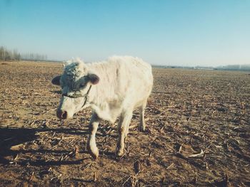 Cow grazing on field