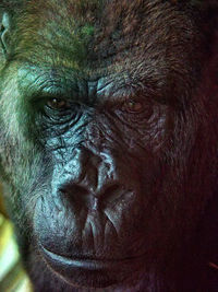 Close-up of gorilla at zoo