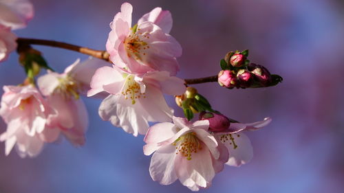 Close-up of pink cherry blossoms