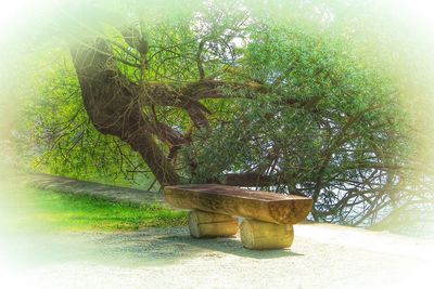 Tree by plants against sky