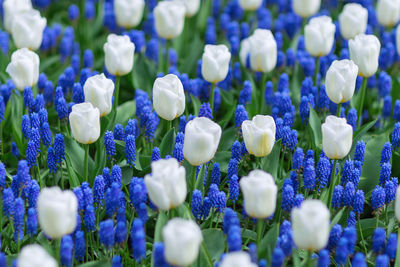 White tulips and blue grape hyacinths muscari armeniacum in park. selective focus