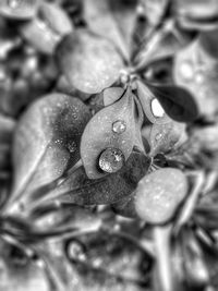Close-up of water drops on leaf