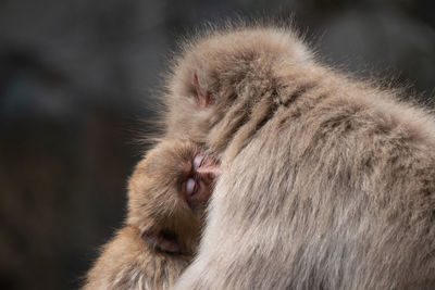 Close-up of a monkey