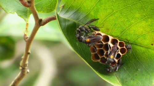 Close-up of insect on leaf