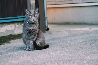 Portrait of cat sitting on road in city