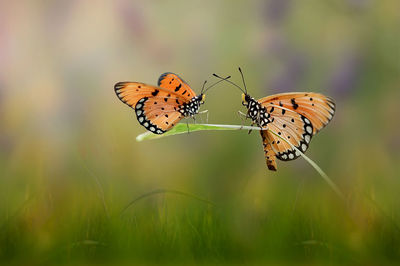 Close-up of butterfly pollinating flower