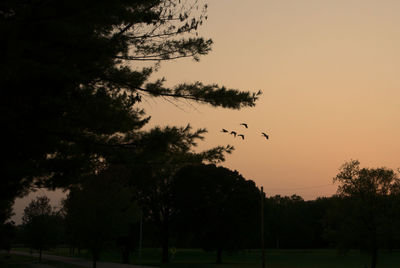 Silhouette of birds flying against sky during sunset