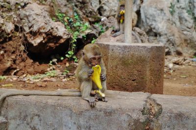 Infant monkey eating banana while sitting on retaining wall