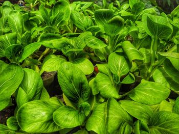 Full frame shot of green leaves