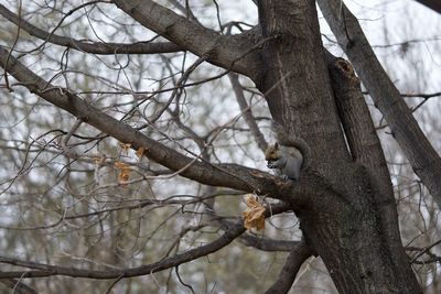 Low angle view of bird perching on tree